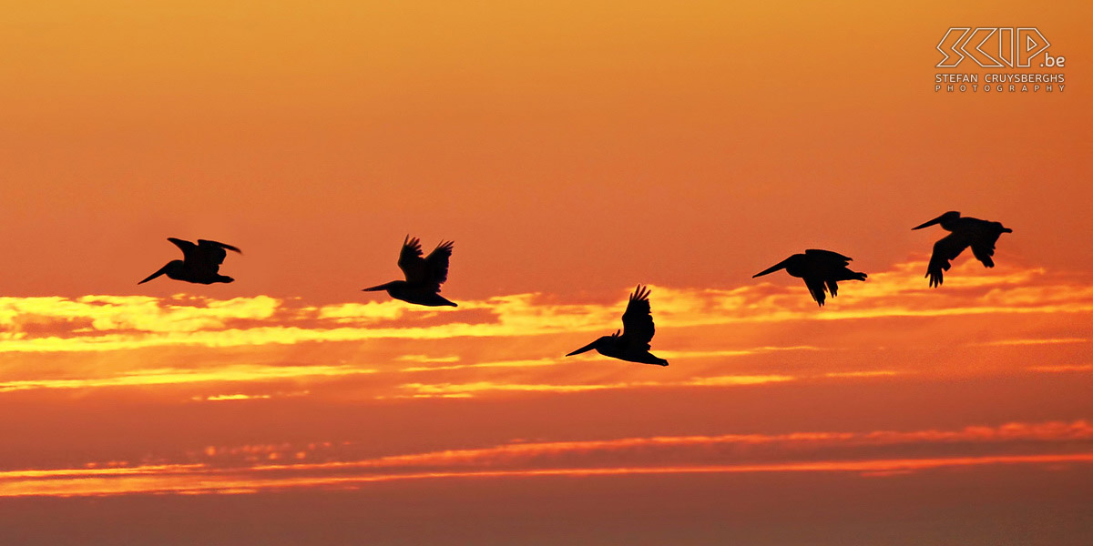Half Moon Bay - Pelikanen - Zonsondergang Enkele pelikanen vliegen voorbij tijdens de zonsondergang in Half Moon Bay, een klein kuststadje aan de Stille Oceaan ten zuiden van San Francisco. Stefan Cruysberghs